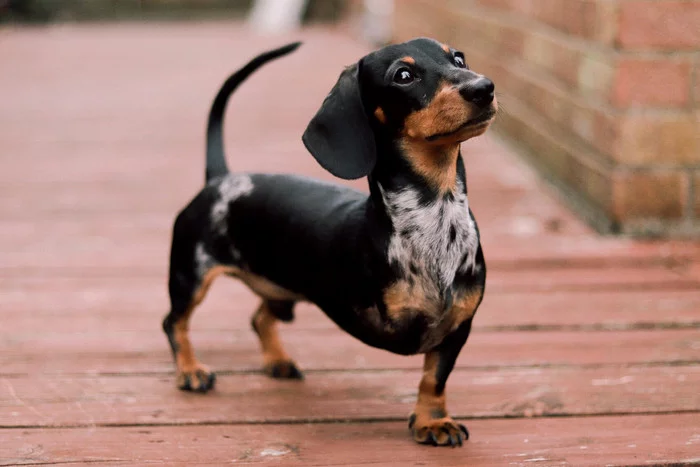 ... I still won’t leave him - because he’s good! - Dachshund, Dog, Paws, Three-legged, Loyalty, Disabled person, The photo