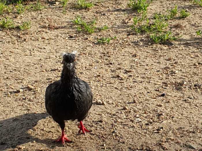 Астерикс в городе