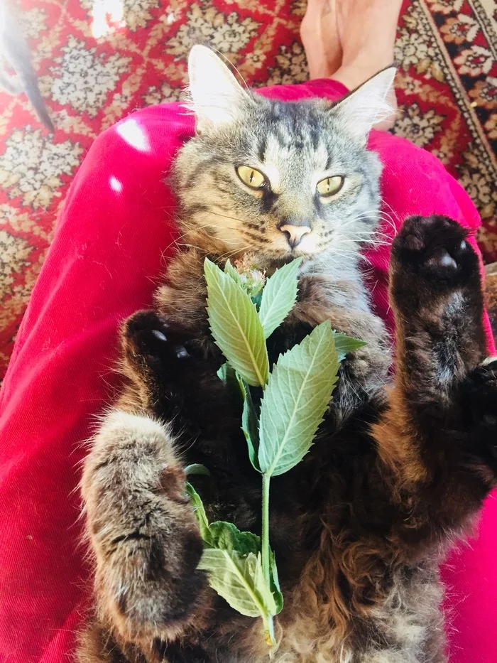 The difference in the look of a cat rescued from euthanasia (2 months difference) - My, cat, Animal Rescue, Veterinary, Help, Longpost, It Was-It Was, Kindness