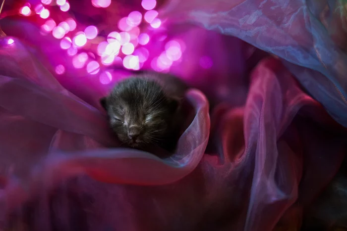 Photo session of newborn kittens - My, Kittens, The photo, Homeless animals, Overexposure, Longpost