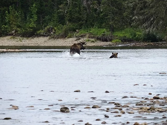 Fight in the Perm region: a bear attacked a moose! - The Bears, Elk, Fight, Perm Territory, Reserves and sanctuaries, Wild animals, wildlife, Longpost, Negative