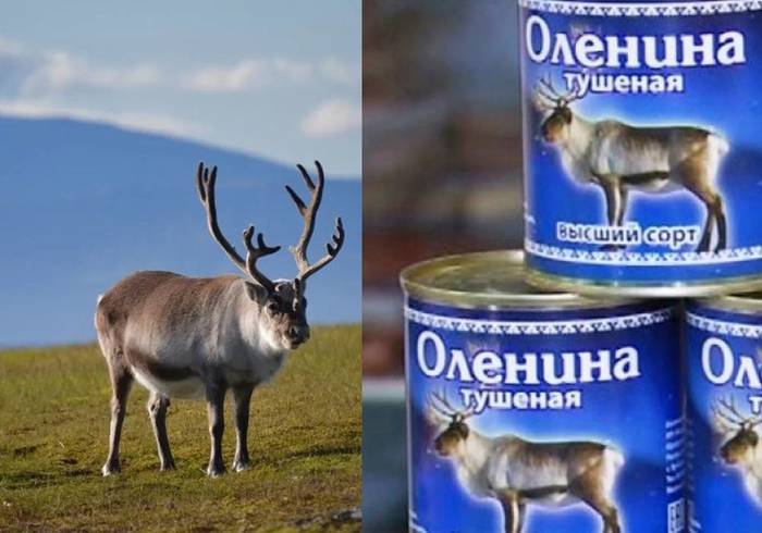 The North has its own atmosphere :) In Yamal, they invest in breeding “fat deer” - My, Yamal, YaNAO, Deer, Stew, Satire, Its own atmosphere, Thick, Deer, Thick, Humor, , Fake news