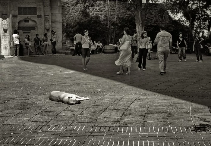 Edge - My, Dog, People, Istanbul, Different worlds, The photo