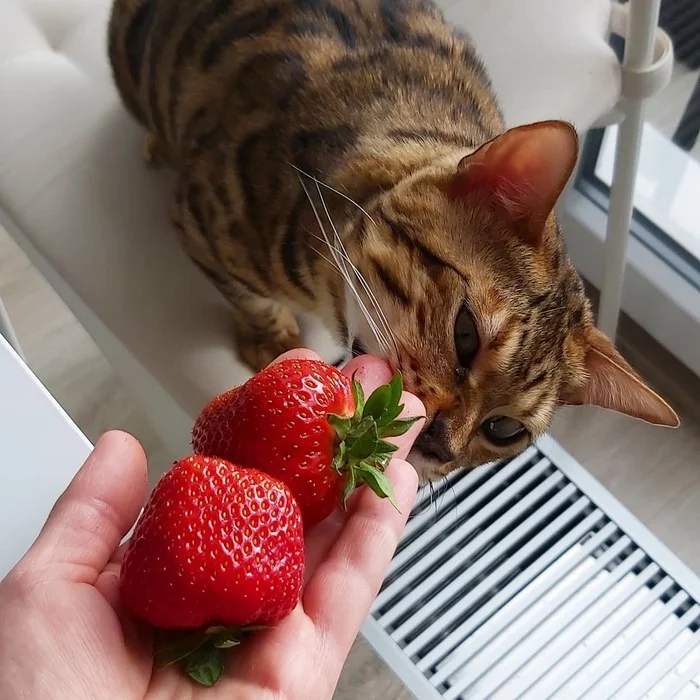 Trying strawberries - My, Bengal cat, Animals, cat