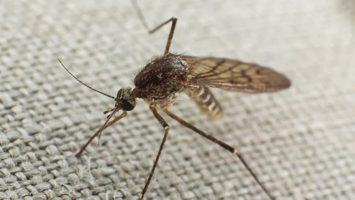 750 million mutant mosquitoes will be released into the wild in the United States - Dengue, Fever, Malaria, Genetic modification, Mutation, Mosquitoes