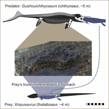 I suggest you distract yourself with science, or rather paleontology - Archeology, Ichthyosaurs, Predator, Victim, Food, Longpost, Paleontology, Copy-paste