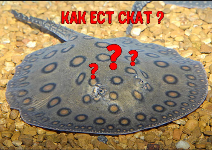 How does a stingray eat? - My, Penza Oceanarium, Stingray, Stingray, A fish, Oceanarium, Animals, Longpost