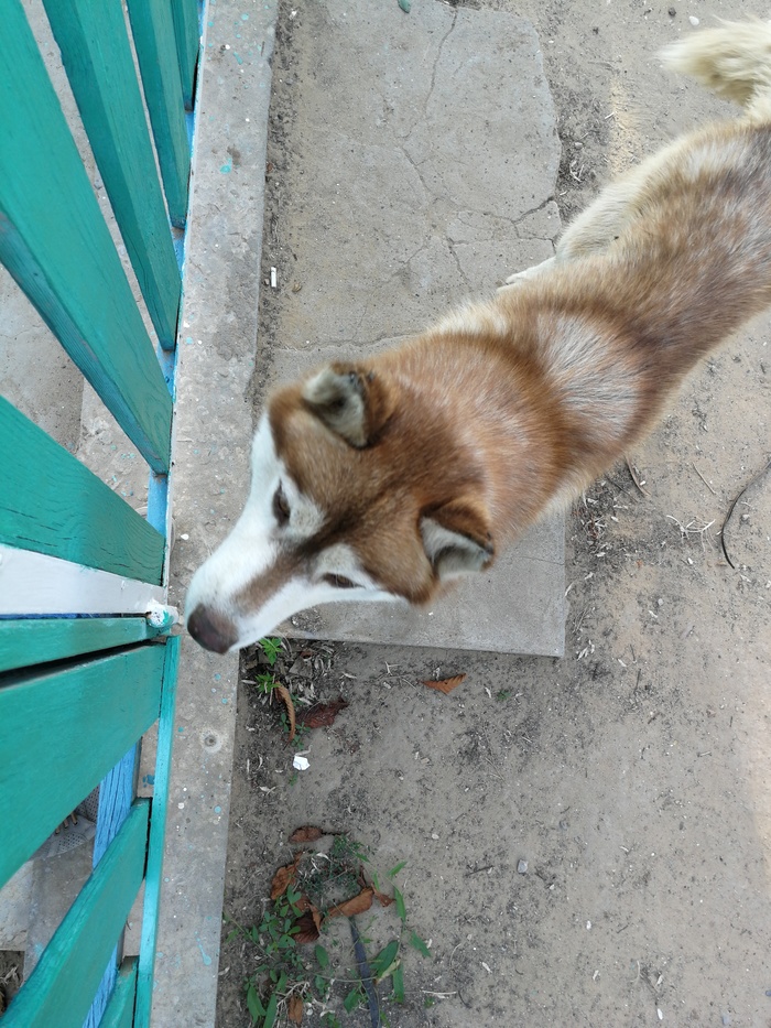 Бездомный хаски Без рейтинга, Собака, В добрые руки, Друзья, Длиннопост, Астраханская область