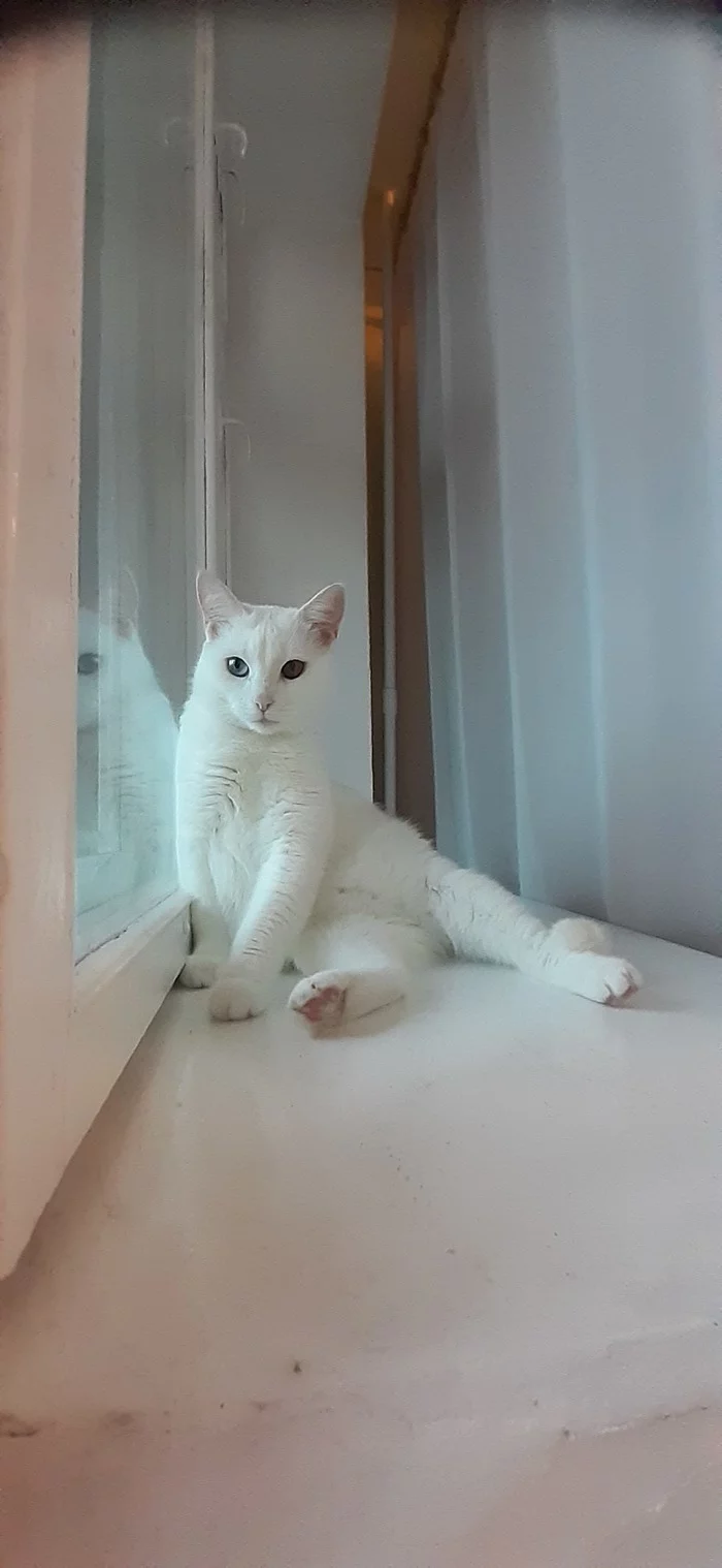 Кошка на окошке - Моё, Кот, Гетерохромия, Длиннопост