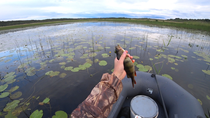 Безотказная снасть Щука, Окунь, Рыбалка, Лодка, Живец, Видео, Длиннопост