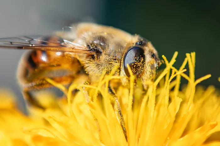 Macro on the “reverse”, the lens attached to the camera in reverse - My, Nikon d5300, Macro photography, Macro, Hobby, Longpost, Insects