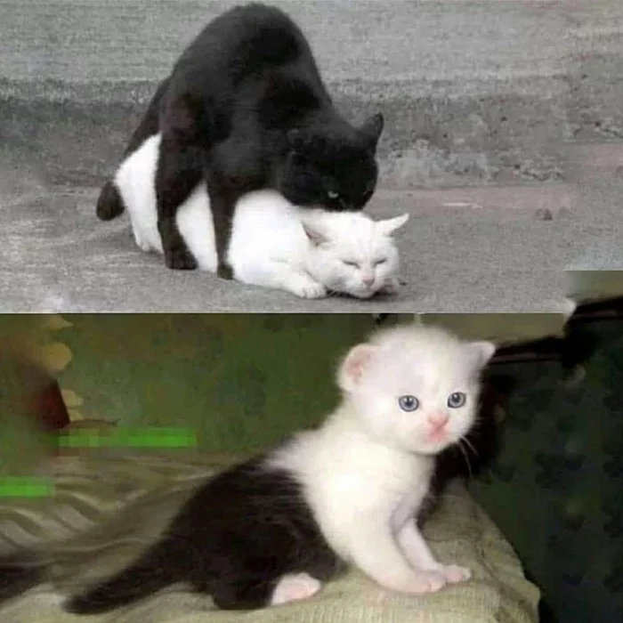 Которебенок - Кот, Рисунок, Tactooncat