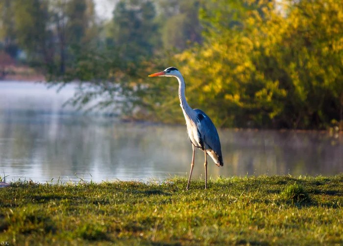 gray heron - My, The photo, Amateur photographer, Nature, Birds, Gray heron, River