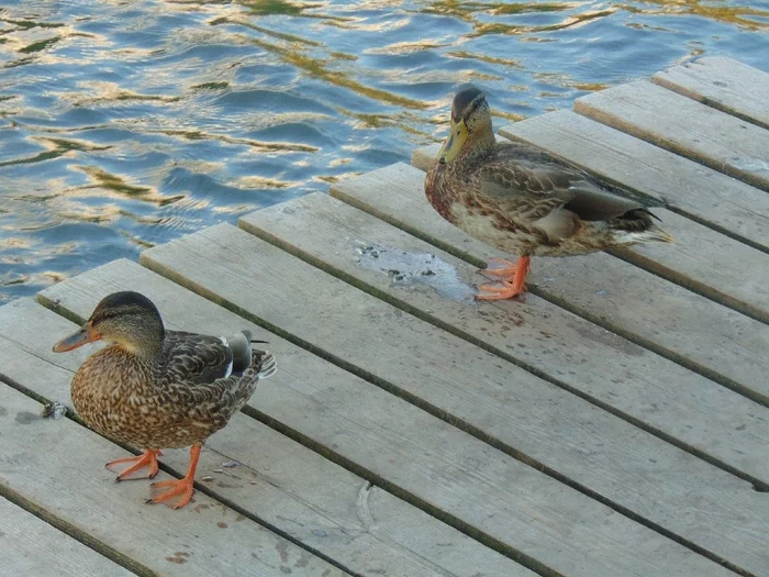 Duck duck comrade? - Animals, Milota, Duck