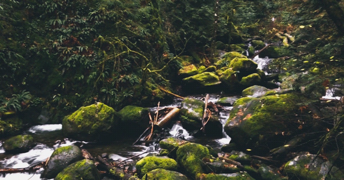 Oregon forests - GIF, Forest, River, Stream, Atmosphere, Oregon