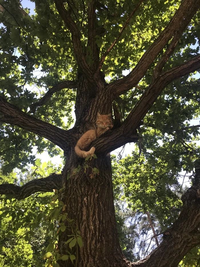 Sunny cat in a ribbon - My, cat, Summer, Tree, Bough, Redheads, The photo