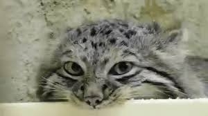 Manul - Pallas' cat, The photo, Small cats, Cat family, Predatory animals, Wild animals