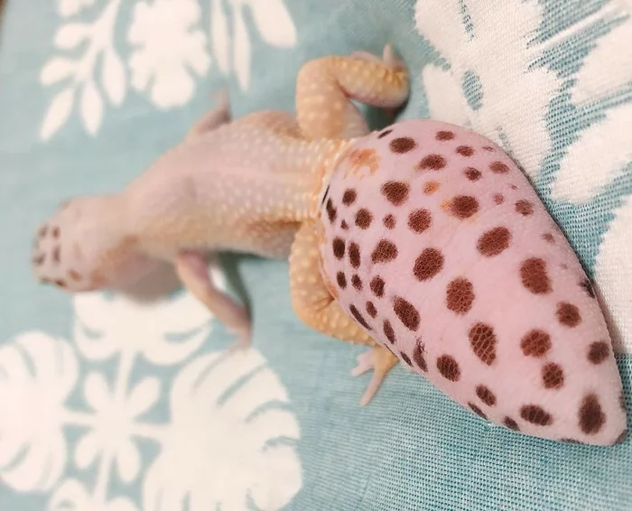 Why do house geckos have a huge fat tail? - Gecko, Tail, Fatty, Animal book, Yandex Zen, Longpost, Excess weight