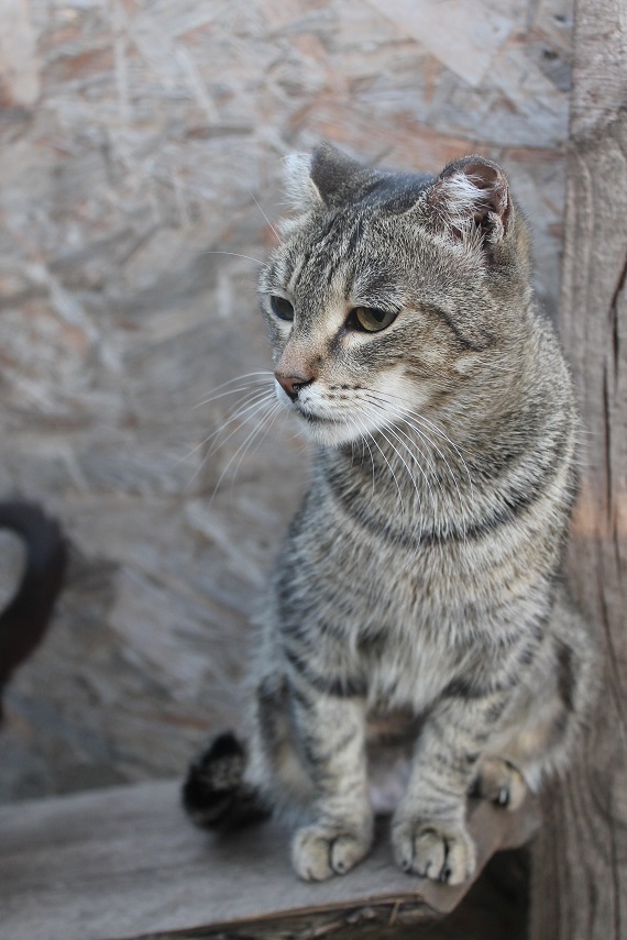 Life at the Kotoland home shelter 246 - My, cat, Shelter, Lipetsk, Shelter Cotoland, Kindness, Help, In good hands, Longpost, No rating