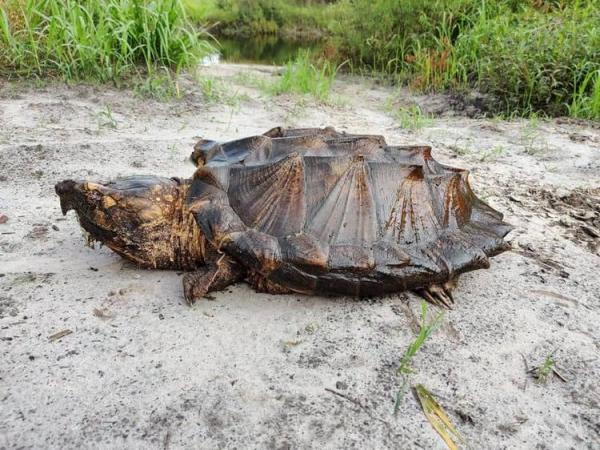 Biologists have caught a huge turtle, which seems to be related to Godzilla. Kus - and you can say goodbye not only to your finger - Turtle, USA, Florida, wildlife, Longpost, Animals, Vulture turtle, Reptiles