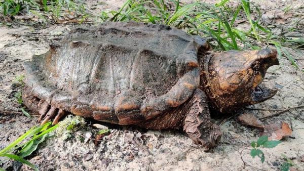 Biologists have caught a huge turtle, which seems to be related to Godzilla. Kus - and you can say goodbye not only to your finger - Turtle, USA, Florida, wildlife, Longpost, Animals, Vulture turtle, Reptiles