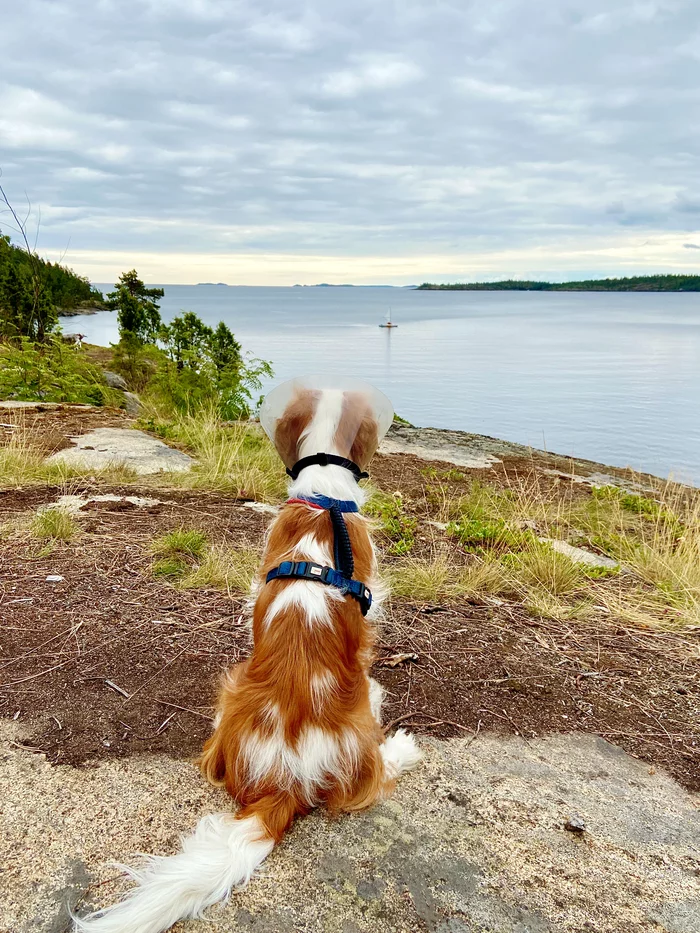 Birth of an idea - My, Cavalier king charles spaniel, Ladoga lake, Ladoga skerries, Dog days, Veterinary collar, Dog, Карелия, The photo, Back view