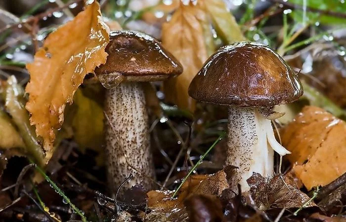 How quickly mushrooms appear after rain - Mushrooms, Rain, Growth, Speed, Interesting, Informative, Nature, Longpost
