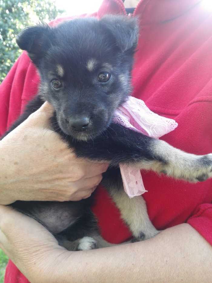 Help is needed! A boy puppy is looking for a home! Moscow and Moscow region - My, Puppies, In good hands, Foundling, Video, Longpost, Dog, No rating, Moscow, Moscow region, Kolomna