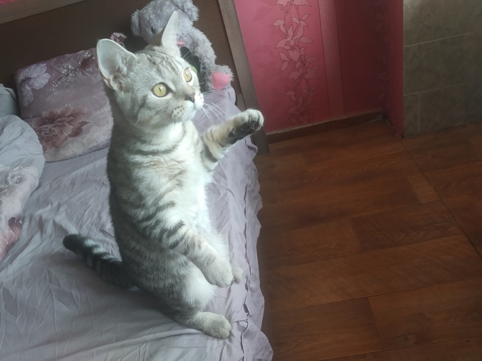 Куда деть кошку если она не нужна. Берлинский кот гипоаллергенный читать. У мамы аллергия на котов да мам. Почему мне заопмнилсяденбь когда мне подарили котенка. Аллергия на котах что ли Анастасия Сергеевна.