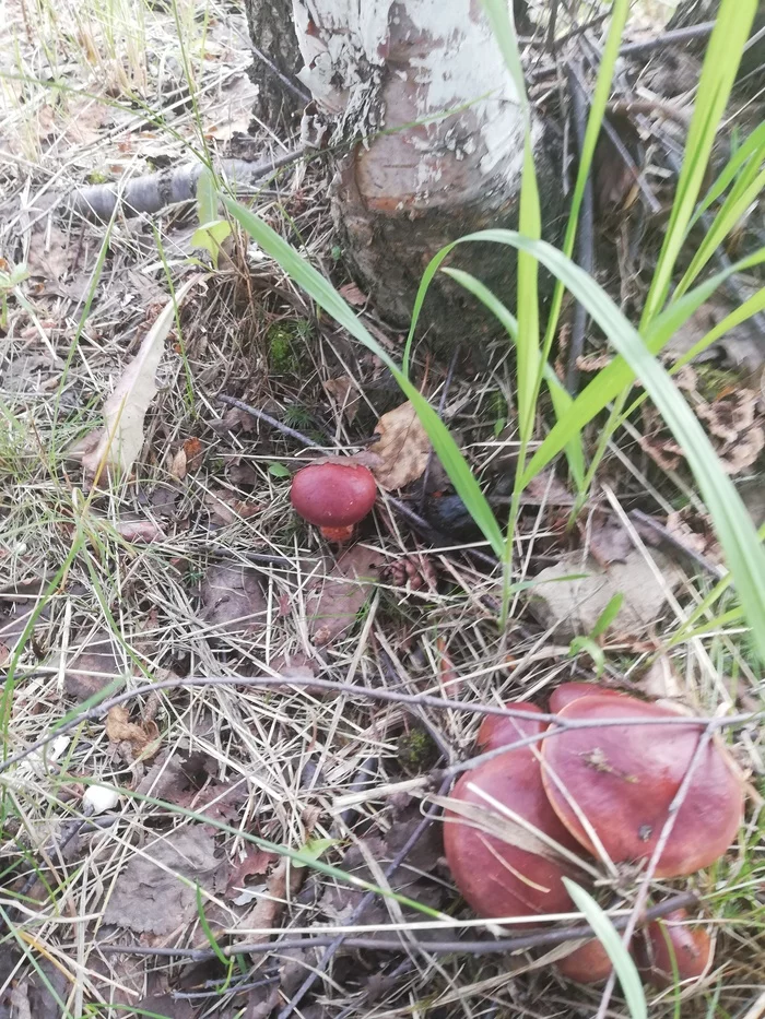 Worker mushrooms - My, Mushrooms, Silent hunt, Photo on sneaker, Longpost