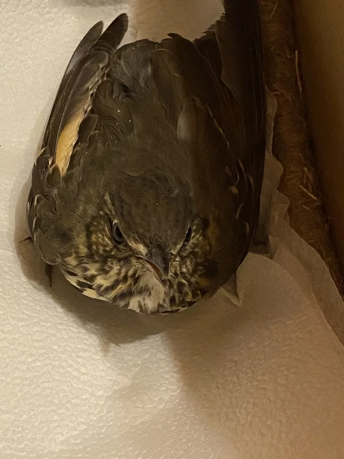 I saved the bird, what should I do?! - My, Birds, What kind of bird?, Ornithology, Bird watchers, No rating, Help, Animal Rescue, Istra district, Longpost