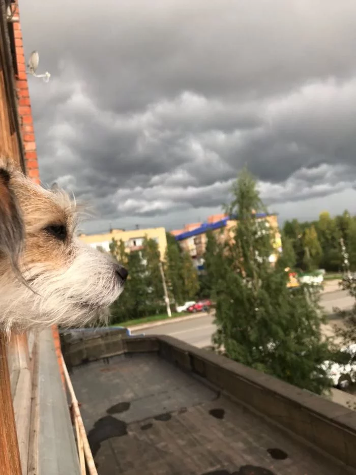 Checking the weather before a walk - My, Dog, The clouds