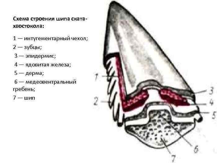 Строение ската схема