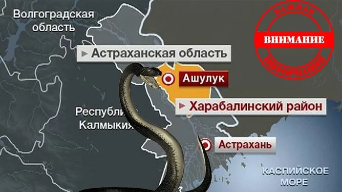 In the Astrakhan region, the invasion of poisonous snakes and spiders karakurt - Russia, Coronavirus, Longpost, Negative, Astrakhan Region, Poisonous snake, Spider, Bite, Hogweed, , Danger, Military training, Poisonous animals