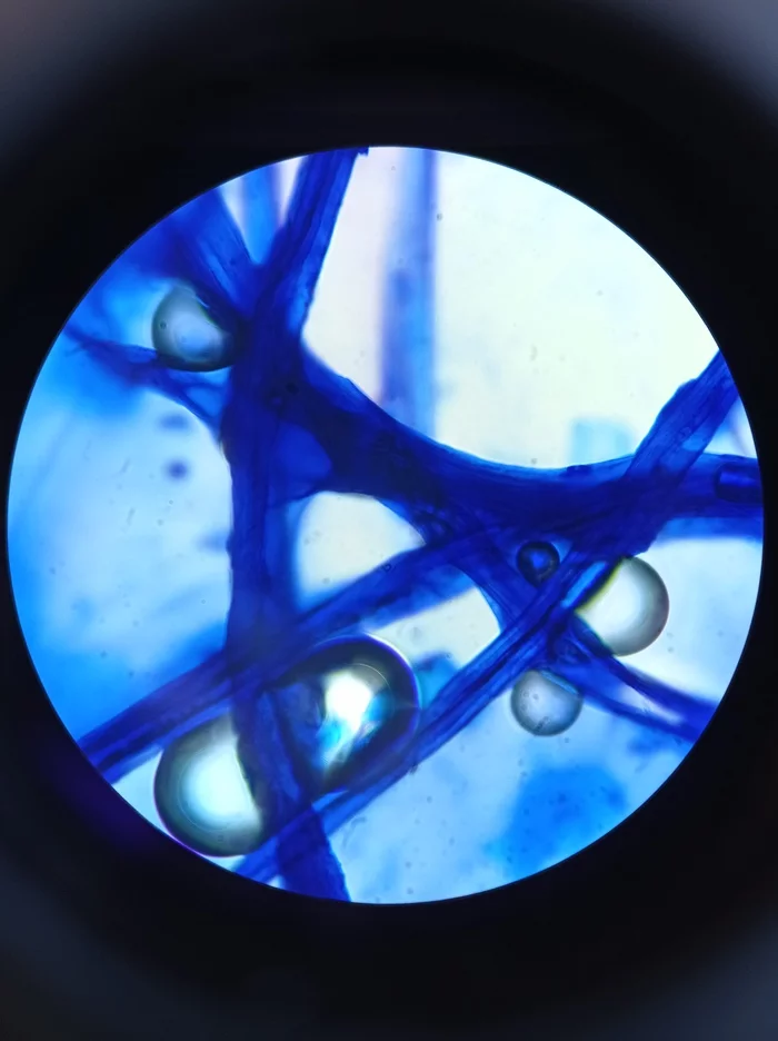 Under a microscope - My, Kld, Laboratory, Microscope, Microscopy