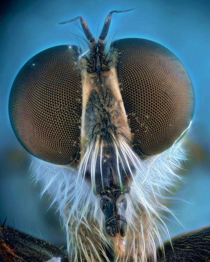 Portrait of a ktyr - My, Macro photography, Microfilming, Ktyr, Муха, Microscope, Insects, Facet eye