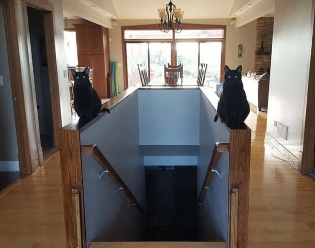 Two Cerberians - cat, Black, The photo, Black cat, Guards, Stairs