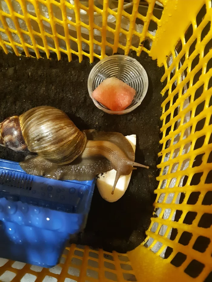 I have a snail Achatina Ask questions - Snail, Achatina, Care and maintenance, Question