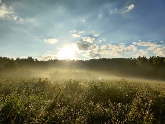 Forest park in the morning - My, Mobile photography, dawn, Nature, Bitsevsky Park