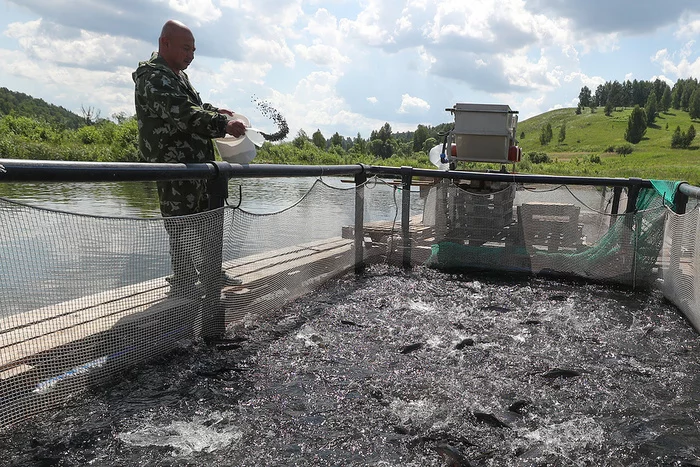 Water depletion and oxygen for trout: how one farm plans to supply the whole of Tatarstan with fish - My, Tatarstan, Entrepreneurship, Business, A fish, Longpost