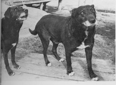 Extinct dog breeds #1. Small Newfoundland or St. Water Dog Jones - Dog, Dog breeds, Story, Video, Longpost