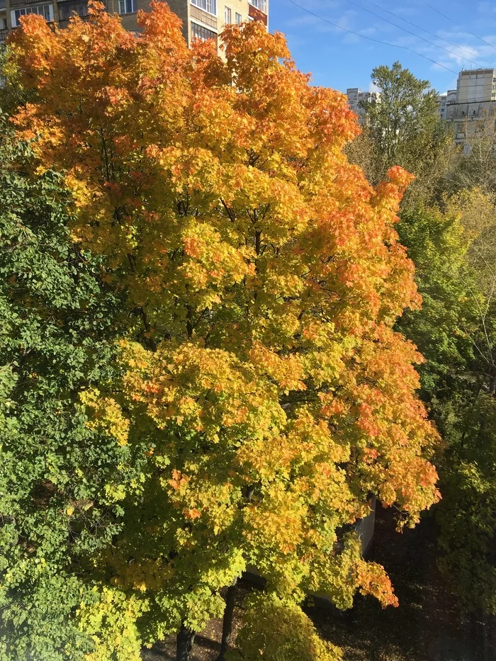 Разноцветное осеннее дерево - Моё, Осень, Фотография, Красота, Красота природы, Москва, Природа