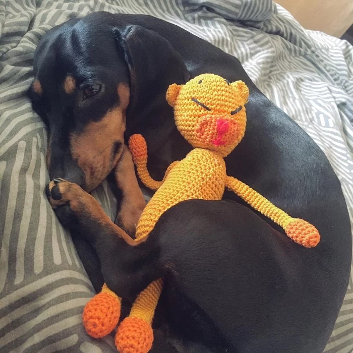 New toy - My, Dachshund, Dog, Soft toy, Needlework without process, Knitting