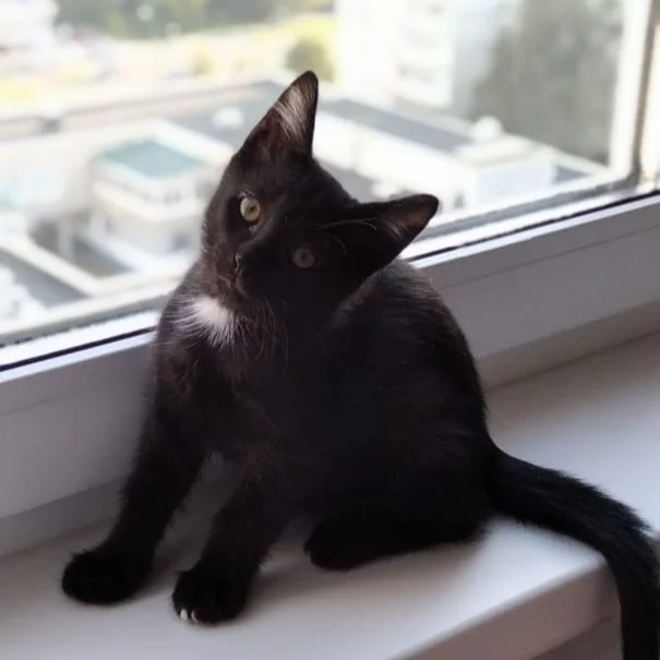 Black kids are looking for a home - My, Kittens, cat, Black cat, Longpost, In good hands, Moscow, Moscow region, No rating