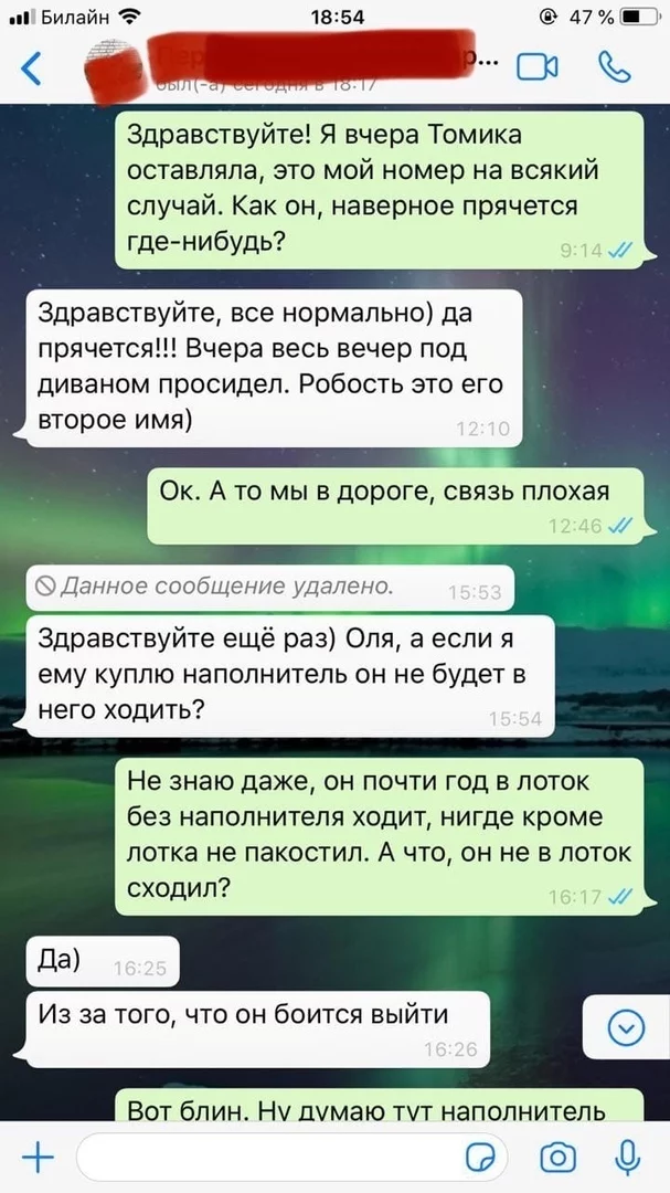 Прошу помощи зоозащитников! - Моё, Зоозащитники, Помощь, Потерялся кот, Передержка, Длиннопост, Кот