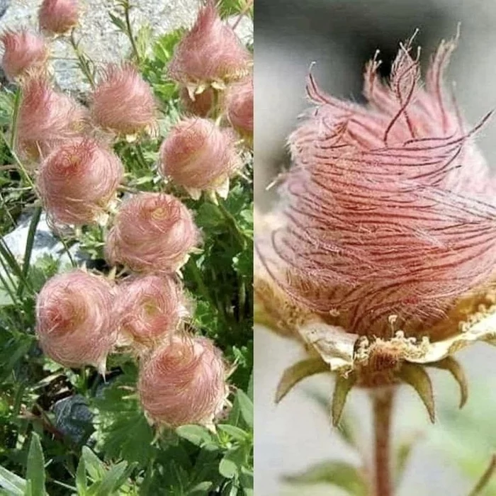 Nature never ceases to amaze - Flowers, the Rose, The photo, Unusual, Nature