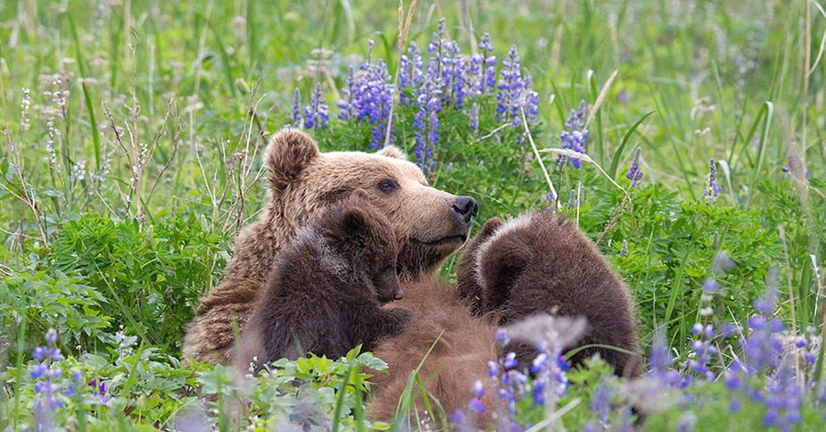 Countryside bears