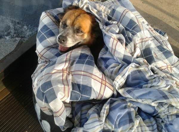 Post of cuteness and kindness) - Brazil, Tires, Dog, Heat, Longpost, Kindness