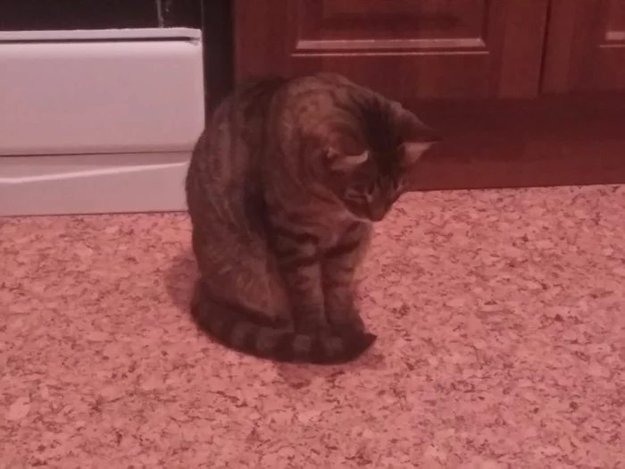 When I realized the futility of life - My, cat, Sadness, Depressed