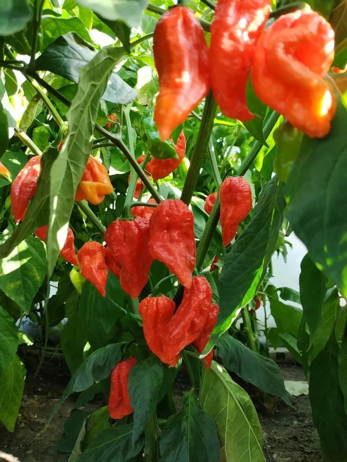 My first harvest of Habanero and Bhut Jolokia - My, Pepper farming, Hot peppers, Habanero, Bhut Jolokia, Longpost